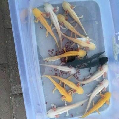 濮陽龍魚vs祥龍魚場(chǎng)（濮陽龍魚批發(fā)市場(chǎng)與祥龍魚場(chǎng)有什么區(qū)別？）