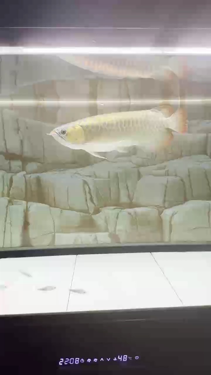 和諧共處 和諧共處 龍魚論壇