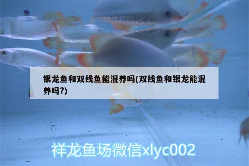 銀龍魚和雙線魚能混養嗎(雙線魚和銀龍能混養嗎?)