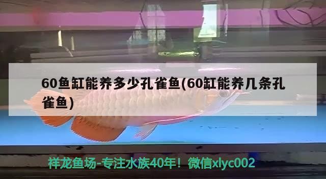 60魚缸能養多少孔雀魚(60缸能養幾條孔雀魚)