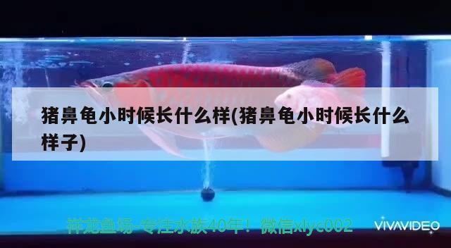 豬鼻龜小時候長什么樣(豬鼻龜小時候長什么樣子)