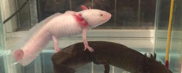 龍魚能喂紅蟲嗎：龍魚可以吃紅蟲嗎 龍魚能喂紅蟲嗎：龍魚可以吃紅蟲嗎 紅龍魚百科 第3張