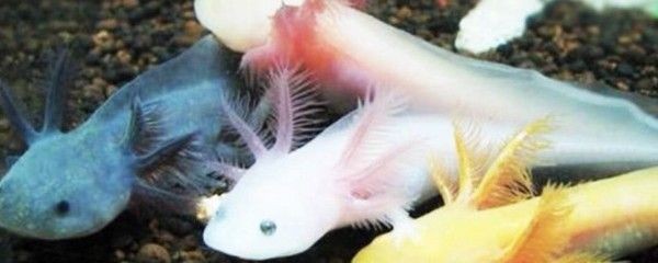 龍魚能喂紅蟲嗎：龍魚可以吃紅蟲嗎 龍魚能喂紅蟲嗎：龍魚可以吃紅蟲嗎 紅龍魚百科 第5張