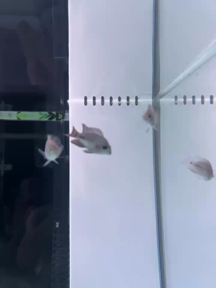 古典瓜子