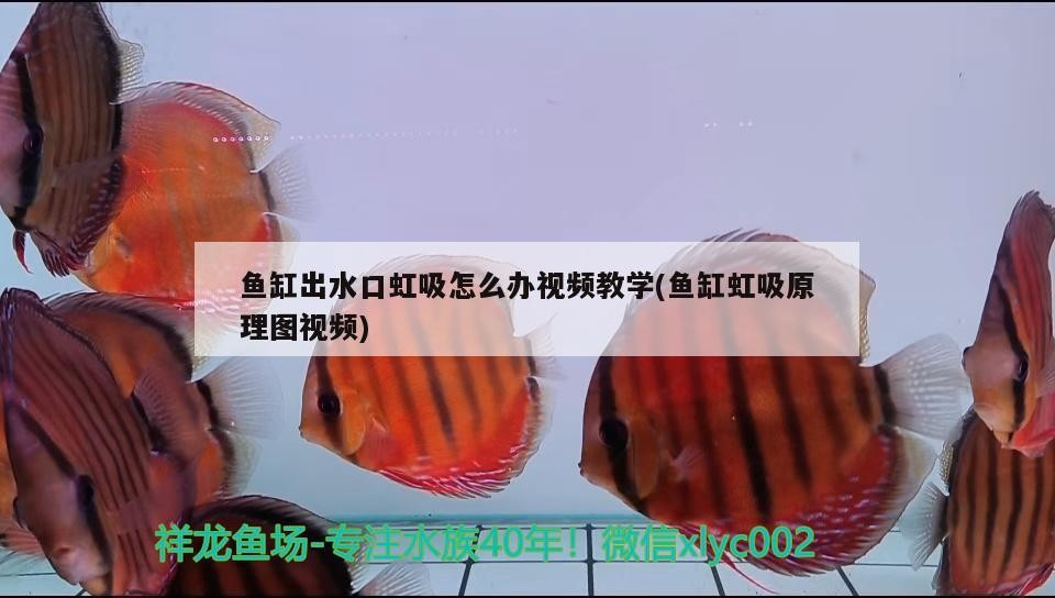 魚缸出水口虹吸怎么辦視頻教學(魚缸虹吸原理圖視頻)