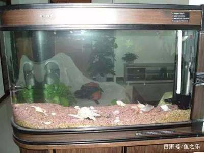 80的魚缸可以養(yǎng)幾條金魚：80厘米的魚缸可以養(yǎng)5條金魚嗎？