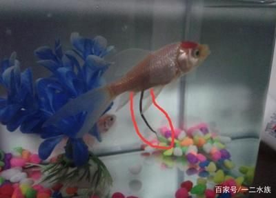 80的魚缸可以養幾條金魚：80厘米的魚缸可以養5條金魚嗎？