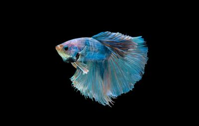 觀賞魚的軟件有哪些（觀賞魚養護秘籍） 觀賞魚的軟件有哪些（觀賞魚養護秘籍） 老魚匠 第2張