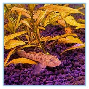 虎魚喂泥鰍好還是金魚好：虎魚喂泥鰍好還是金魚好呢？ 虎魚喂泥鰍好還是金魚好：虎魚喂泥鰍好還是金魚好呢？ 虎魚百科 第2張