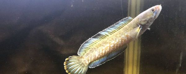 虎魚喂泥鰍好還是金魚好：虎魚喂泥鰍好還是金魚好呢？ 虎魚喂泥鰍好還是金魚好：虎魚喂泥鰍好還是金魚好呢？ 虎魚百科 第3張