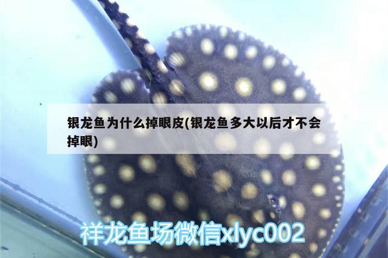 銀龍魚為什么掉眼皮(銀龍魚多大以后才不會掉眼)