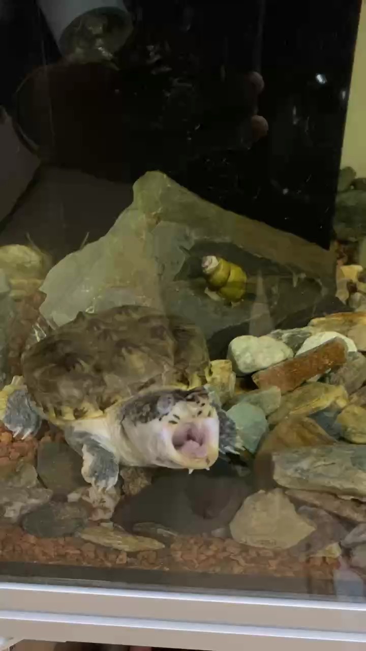 愛睡覺的墨蛋