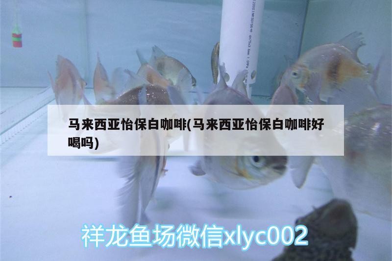 馬來西亞怡保白咖啡(馬來西亞怡保白咖啡好喝嗎)
