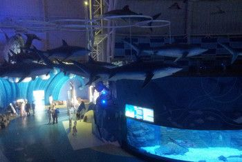 煙臺水族館vs祥龍魚場（煙臺水族館與祥龍魚場）