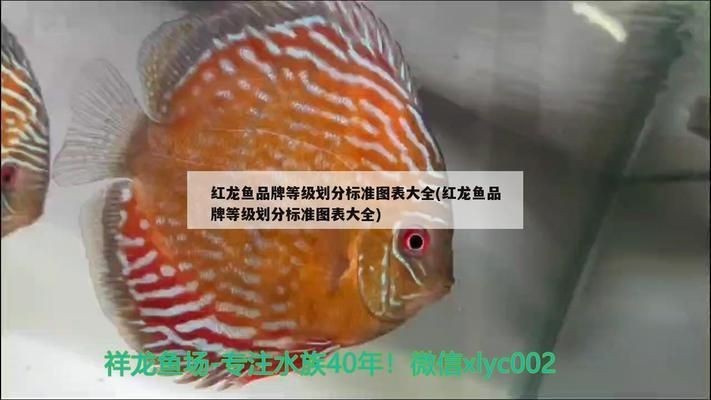 紅龍魚保護等級：紅龍魚在國際上的保護等級