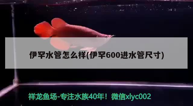 龍魚干蝦有營養嗎 伊罕水管怎么樣(伊罕600進水管尺寸) 伊罕水族 伊罕水管怎么樣(伊罕600進水管尺寸) 伊罕水管怎么樣(伊罕600進水管尺寸) 伊罕水族
