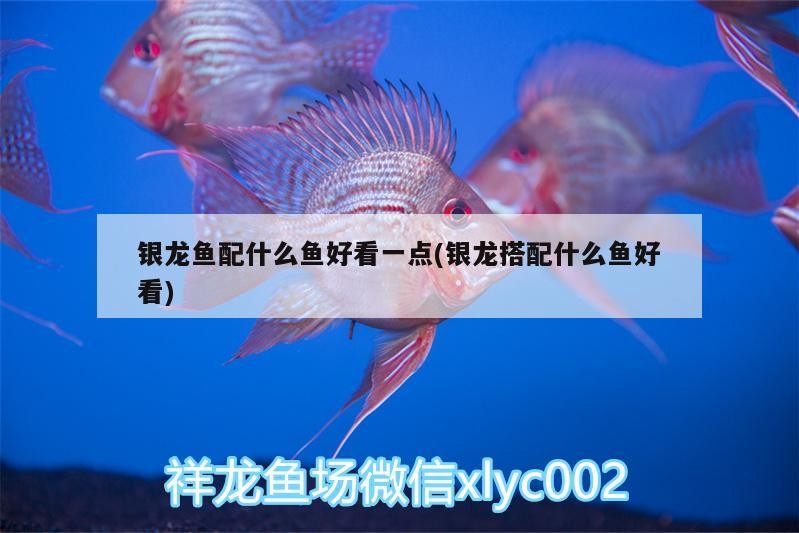 銀龍魚配什么魚好看一點(銀龍搭配什么魚好看) 銀龍魚配什么魚好看一點(銀龍搭配什么魚好看) 銀龍魚百科