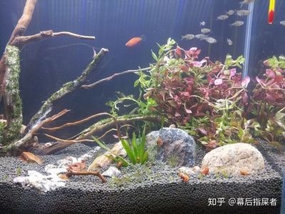 80公分高的魚缸造景效果圖片：80公分高的魚缸怎么造景 80公分高的魚缸造景效果圖片：80公分高的魚缸怎么造景 魚缸百科 第3張