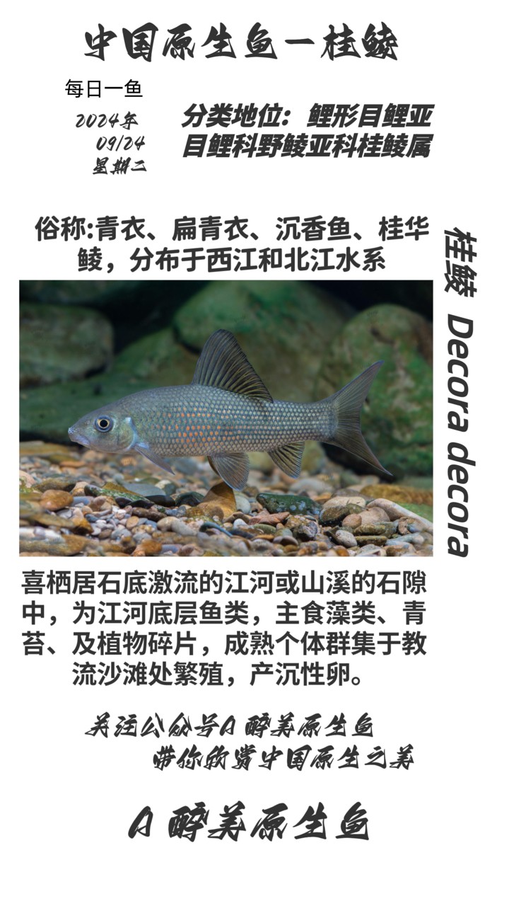 桂鯪 桂鯪 龍魚論壇