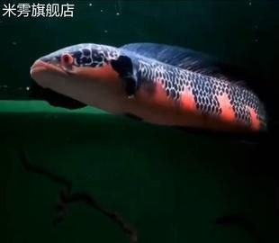 紅帝王雷龍魚百科百度貼吧 紅帝王雷龍魚百科百度貼吧 龍魚百科 第2張