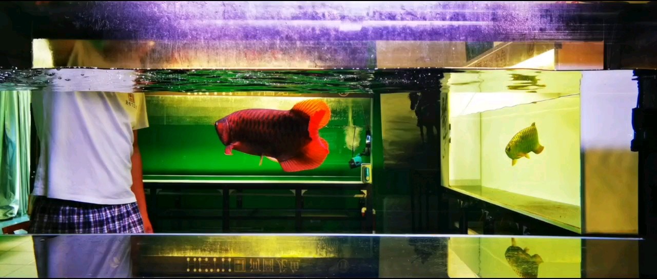 獵殺 獵殺 龍魚論壇