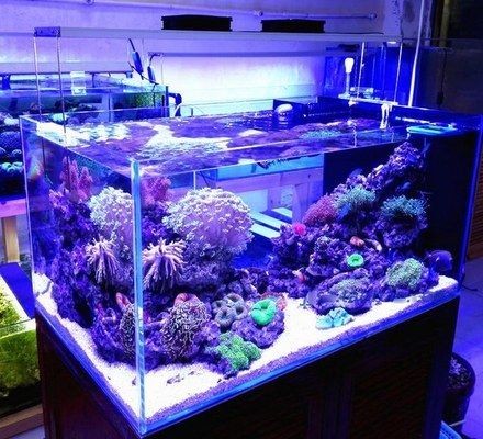 50cm的魚缸需要多少瓦的燈：johnfitch草缸燈瓦數選擇的結論