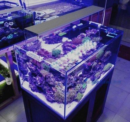 50cm的魚缸需要多少瓦的燈：johnfitch草缸燈瓦數選擇的結論