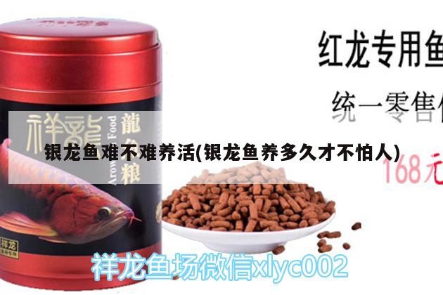 銀龍魚難不難養(yǎng)活(銀龍魚養(yǎng)多久才不怕人)