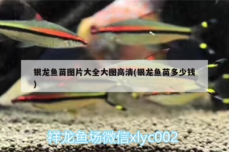 銀龍魚苗圖片大全大圖高清(銀龍魚苗多少錢) 銀龍魚苗圖片大全大圖高清(銀龍魚苗多少錢) 銀龍魚百科