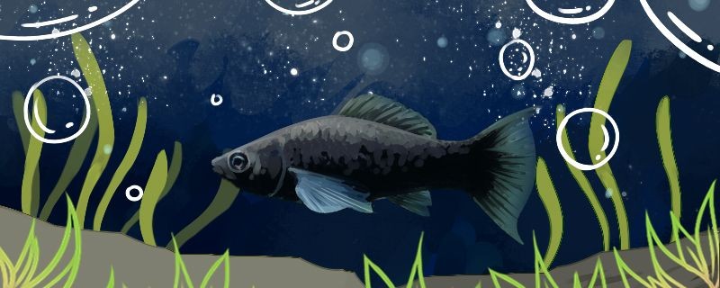 吃黑毛藻的工具魚哪個好什么魚食藻效率高 吃黑毛藻的工具魚哪個好什么魚食藻效率高 iwish愛唯希品牌魚缸