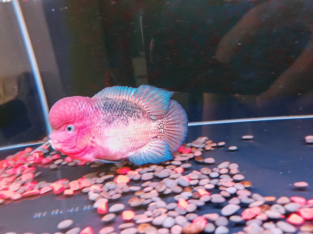 有點(diǎn)火氣??