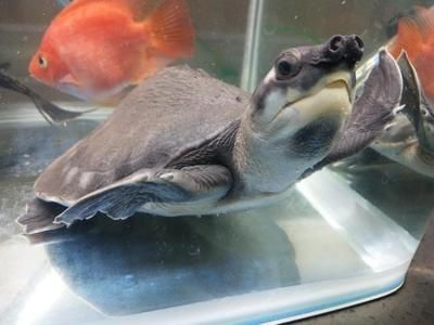 養(yǎng)一只豬鼻龜要多少錢：養(yǎng)一只豬鼻龜?shù)馁M(fèi)用 養(yǎng)一只豬鼻龜要多少錢：養(yǎng)一只豬鼻龜?shù)馁M(fèi)用 豬鼻龜百科 第2張
