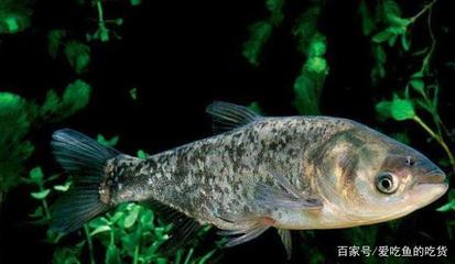 海邊人常吃的40種海魚：海邊人常吃的40種海魚有哪些 海邊人常吃的40種海魚：海邊人常吃的40種海魚有哪些 龍魚百科 第1張