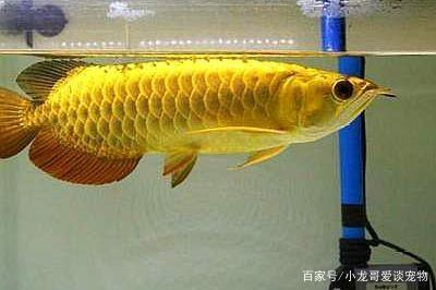 過背金龍魚值得養嗎：過背金龍魚值得養嗎知乎 過背金龍魚值得養嗎：過背金龍魚值得養嗎知乎 龍魚百科 第3張