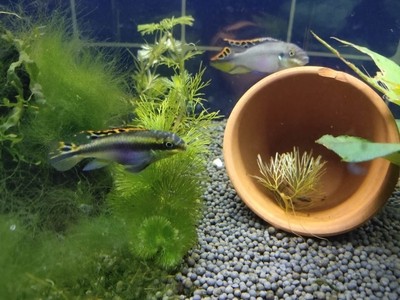 國亂思良將家貧思賢妻全詩：國難思良將全詩原文 國亂思良將家貧思賢妻全詩：國難思良將全詩原文 龍魚百科 第2張
