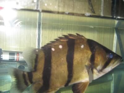 虎魚活餌市場購買指南，虎魚活餌市場購買指南為水族愛好者提供全面購買指南