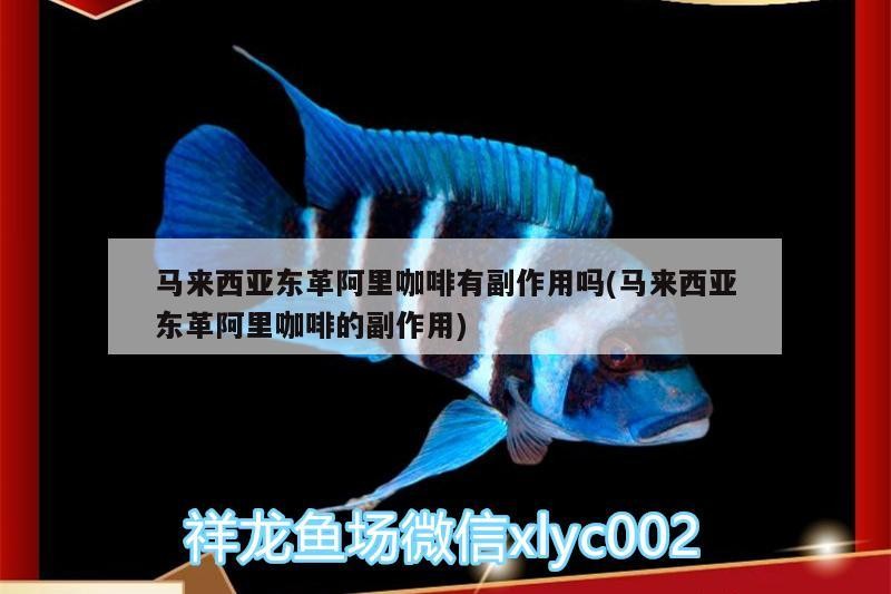 馬來西亞東革阿里咖啡有副作用嗎(馬來西亞東革阿里咖啡的副作用) 馬來西亞東革阿里咖啡有副作用嗎(馬來西亞東革阿里咖啡的副作用) 馬來西亞咖啡