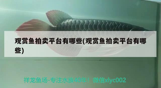 觀賞魚拍賣平臺有哪些(觀賞魚拍賣平臺有哪些)