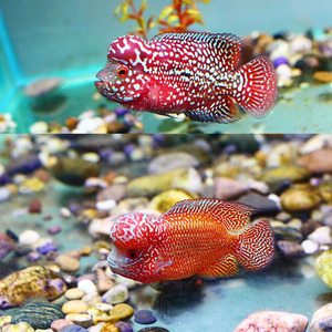 廣東拜神最忌三個(gè)魚：廣東拜神最忌三個(gè)魚是什么魚 廣東拜神最忌三個(gè)魚：廣東拜神最忌三個(gè)魚是什么魚 龍魚百科 第3張