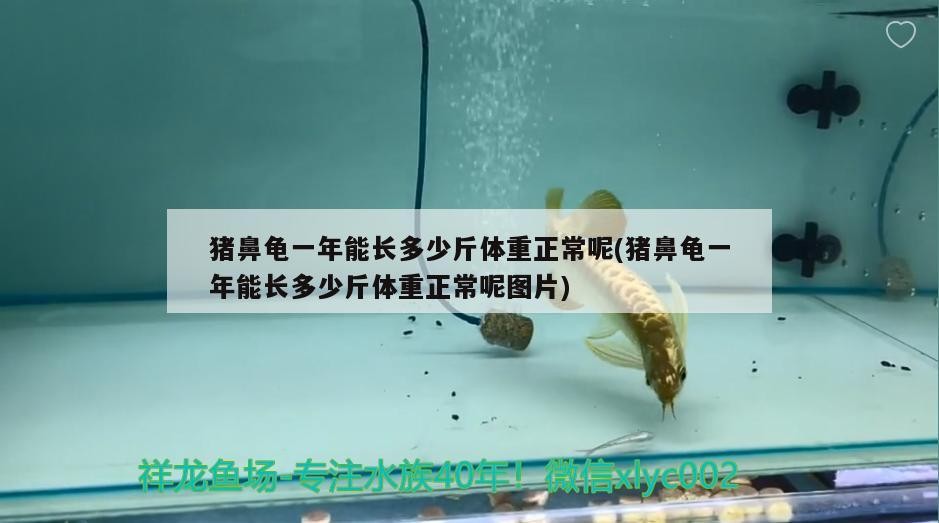 飼料 豬鼻龜一年能長多少斤體重正常呢(豬鼻龜一年能長多少斤體重正常呢圖片) 豬鼻龜百科 豬鼻龜一年能長多少斤體重正常呢(豬鼻龜一年能長多少斤體重正常呢圖片) 豬鼻龜一年能長多少斤體重正常呢(豬鼻龜一年能長多少斤體重正常呢圖片) 豬鼻龜百科