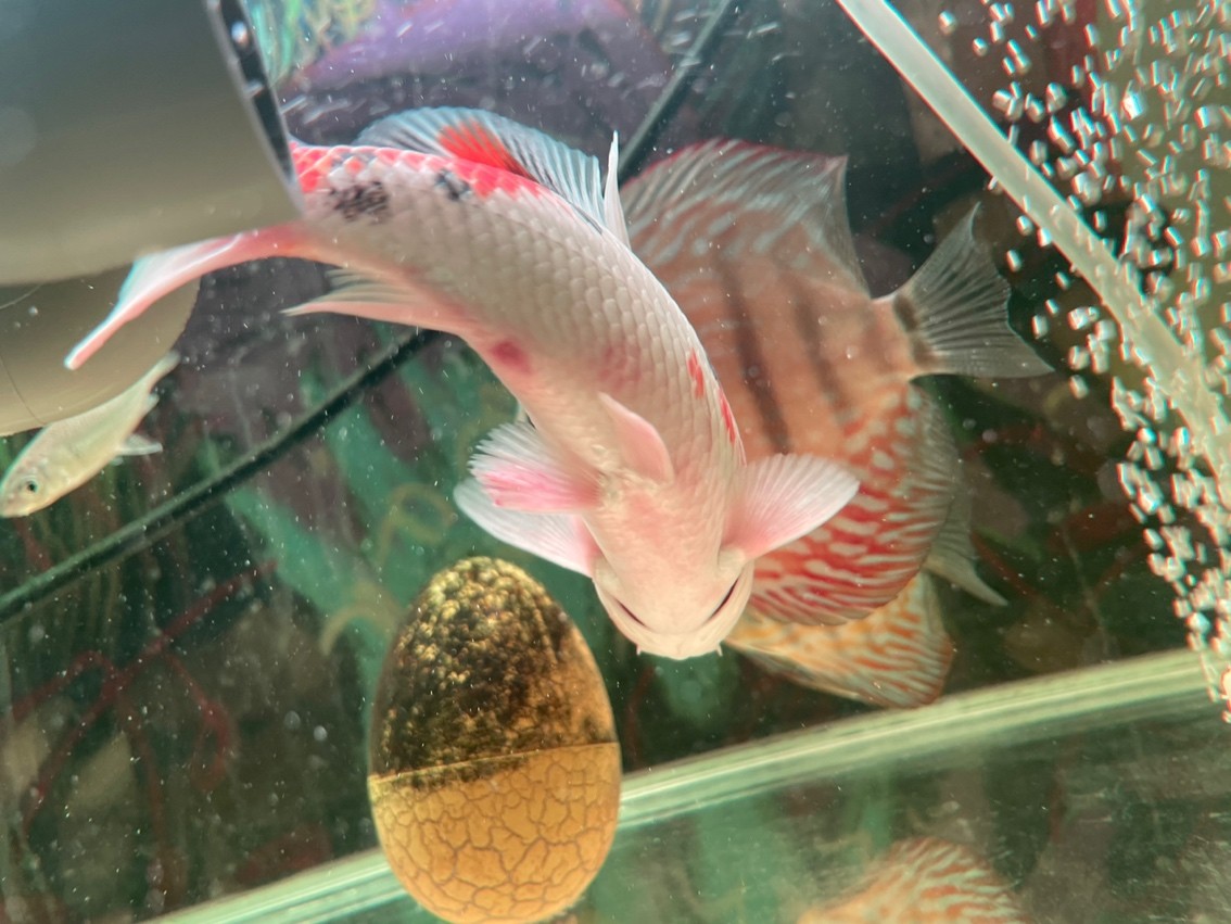 求助，新魚是不是交叉了 求助，新魚是不是交叉了 龍魚論壇 第1張