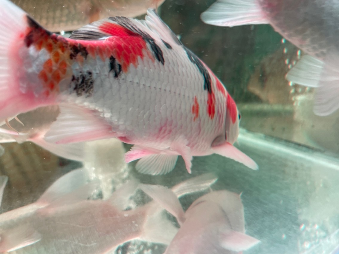 求助，新魚是不是交叉了 求助，新魚是不是交叉了 龍魚論壇 第2張