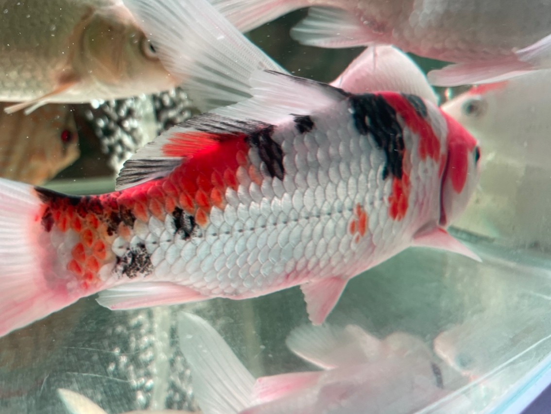 求助，新魚是不是交叉了 求助，新魚是不是交叉了 龍魚論壇 第3張