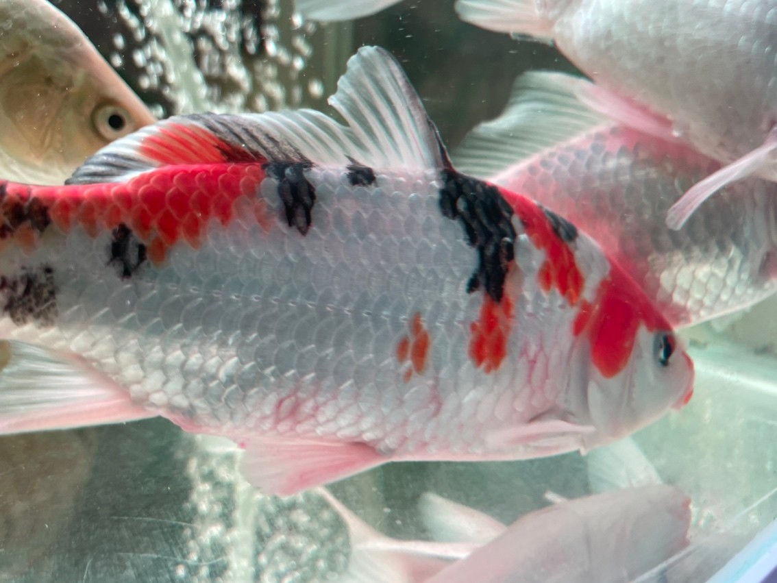 求助，新魚是不是交叉了 求助，新魚是不是交叉了 龍魚論壇 第4張