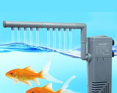 武漢觀賞魚群有哪些魚品種