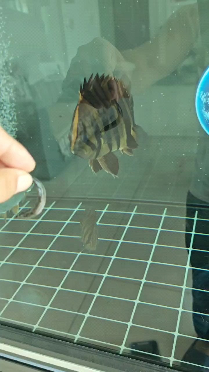 養(yǎng)魚(yú)狀態(tài)很重要
