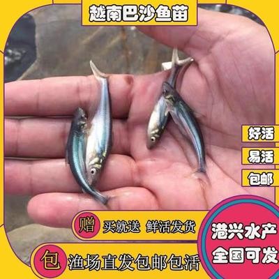 觀賞魚養(yǎng)殖技術及方法大全：觀賞魚養(yǎng)殖技術及方法大全的書