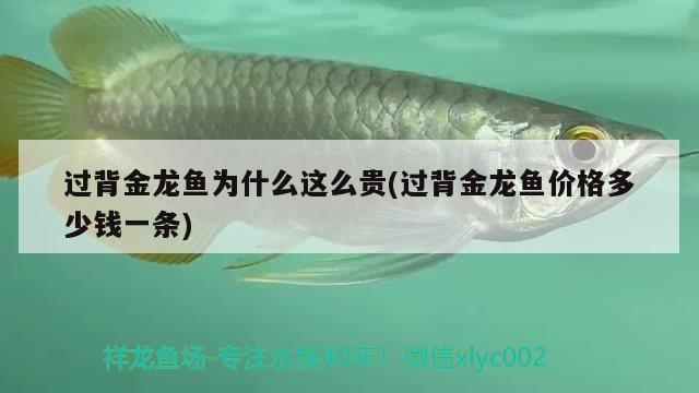 過背金龍魚為什么這么貴(過背金龍魚價格多少錢一條)