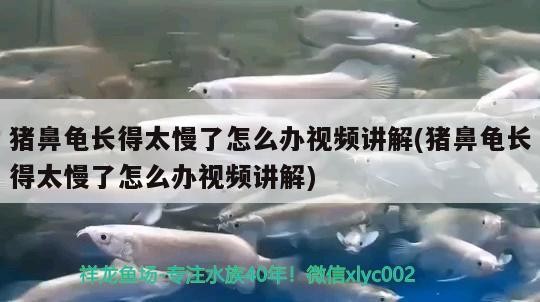 豬鼻龜長得太慢了怎么辦視頻講解(豬鼻龜長得太慢了怎么辦視頻講解) 豬鼻龜長得太慢了怎么辦視頻講解(豬鼻龜長得太慢了怎么辦視頻講解) 豬鼻龜百科