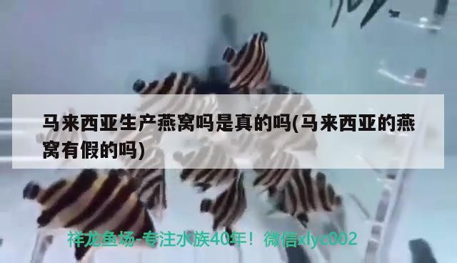 魚(yú)缸上面漏水怎么辦小妙招(魚(yú)缸上面漏水怎么辦小妙招視頻)